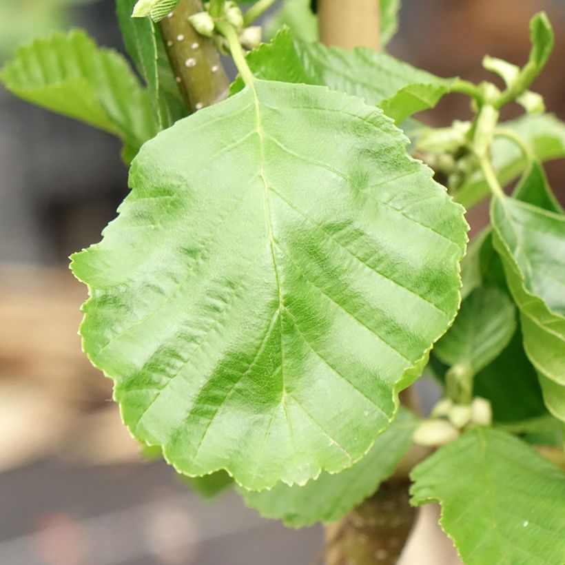 Aulne glutineux - Alnus glutinosa Greenwood (Feuillage)