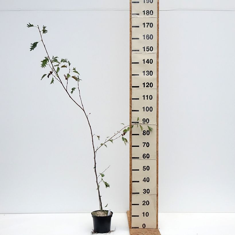 Spécimen de Aulne glutineux - Alnus glutinosa Laciniata Pot de 3L/4L tel que livré en automne