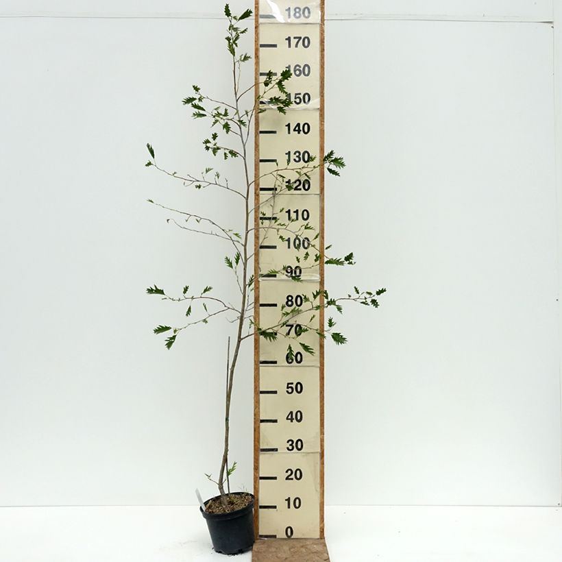 Spécimen de Aulne glutineux - Alnus glutinosa Laciniata Pot de 3L/4L tel que livré en été