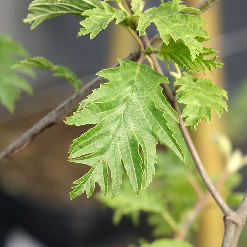 Aulne glutineux - Alnus glutinosa Laciniata (Foliage)