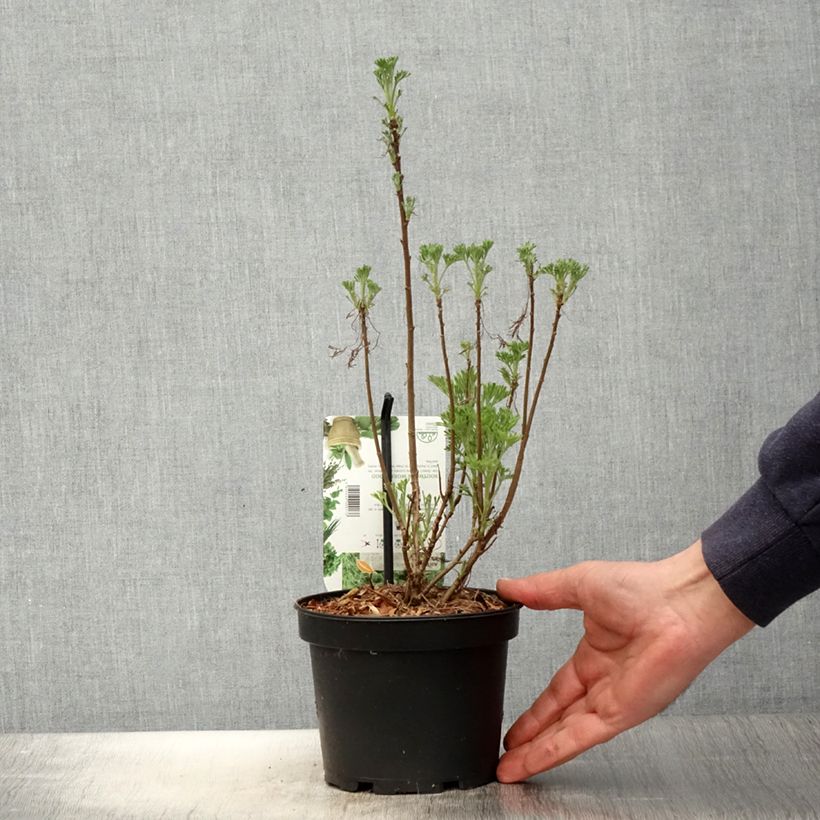 Example of Aurone - Artemisia abrotanum Pot de 1,5L/2L as you get in printemps