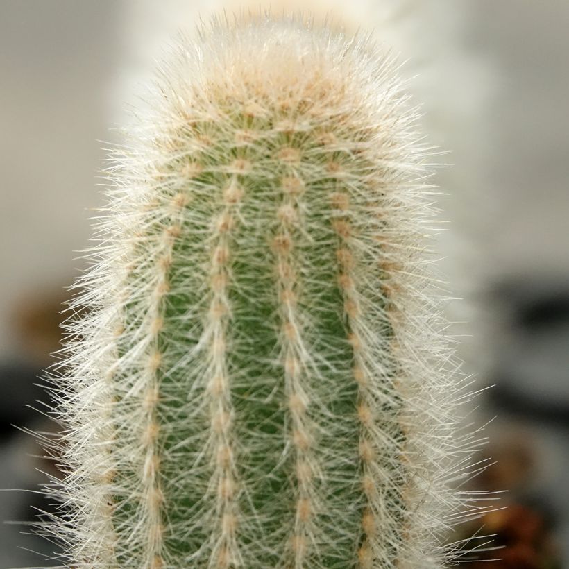 Austrocephalocereus dybowskii - Cactus-cierge laineux (Feuillage)