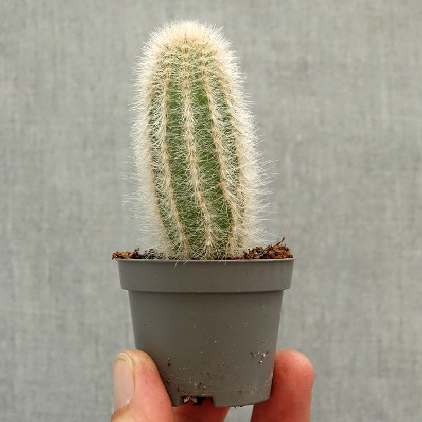 Spécimen de Austrocephalocereus dybowskii - Cactus-cierge laineux Mini-plante tel que livré au printemps