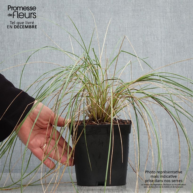 Spécimen de Avoine bleue - Helictotrichon sempervirens Pot de 2L/3L tel que livré en automne
