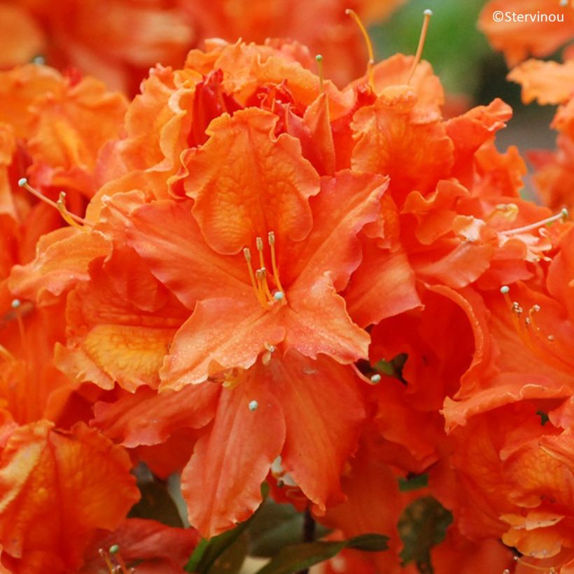 Azalée de Chine Orangeade - Azalea mollis (Floraison)
