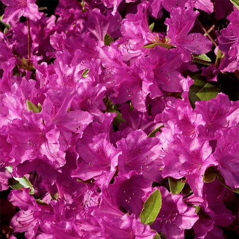 Azalée du Japon Purple Splendor - Rhododendron hybride (Flowering)