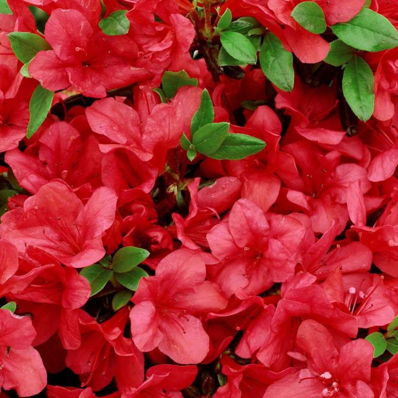 Azalée japonaise - Azalea japonica Manuska (Flowering)