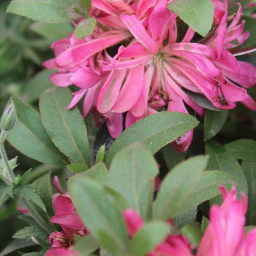 Azalée du Japon Pink Star (Foliage)