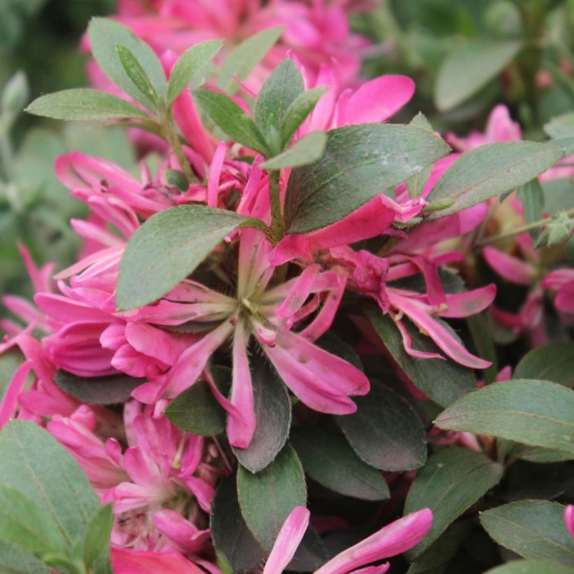 Azalée du Japon Pink Star (Flowering)