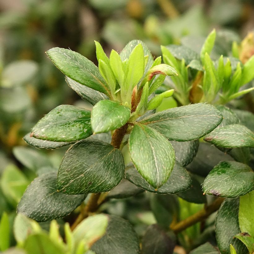 Azalée d'Inde Clotilde - Rhododendron hybride (Feuillage)