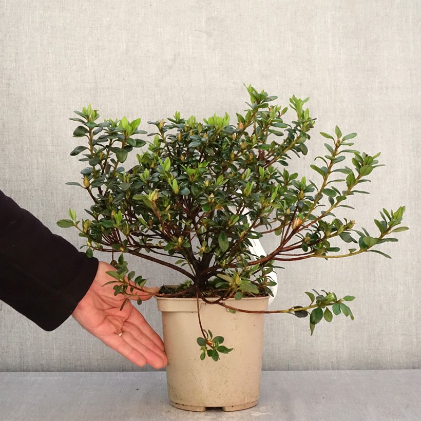 Spécimen de Azalée d'Inde Clotilde - Rhododendron hybride Pot de 3L/4L tel que livré au printemps