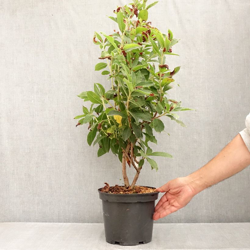 Spécimen de Azalée de Chine Arneson Gem  Pot de 4L/5L tel que livré en été