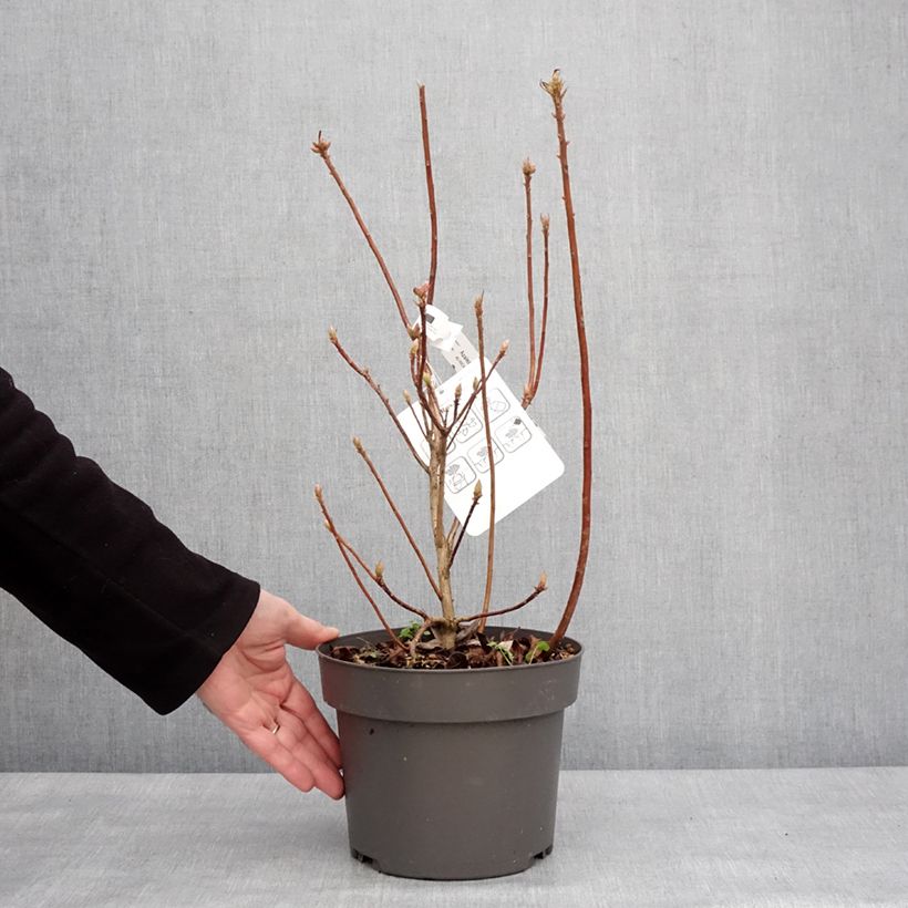 Spécimen de Azalée de Chine Rosata - Rhododendron viscosum  Pot de 4L/5L tel que livré en hiver