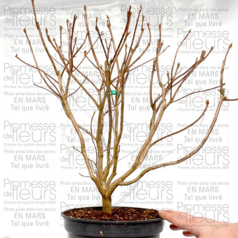 Exemple de spécimen de Azalée de Chine Cannon's Double - Rhododendron hybride Pot de 2L/3L tel que livré