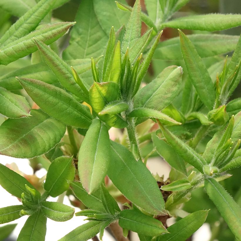 Azalée de Chine Demoiselles de Boutiguery Kassia - Rhododendron hybride (Feuillage)