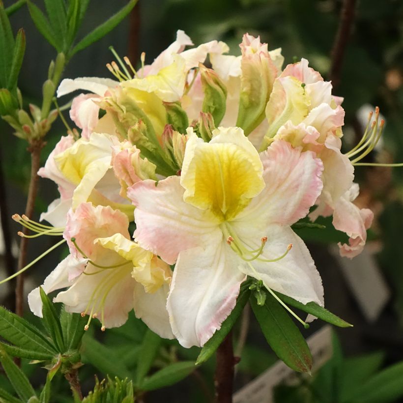 Azalée de Chine Demoiselles de Boutiguery Kassia - Rhododendron hybride (Floraison)