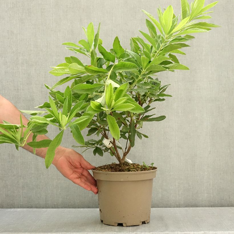 Spécimen de Azalée de Chine Hortulanus H Witte - Azalea mollis Pot de 4L/5L tel que livré en été