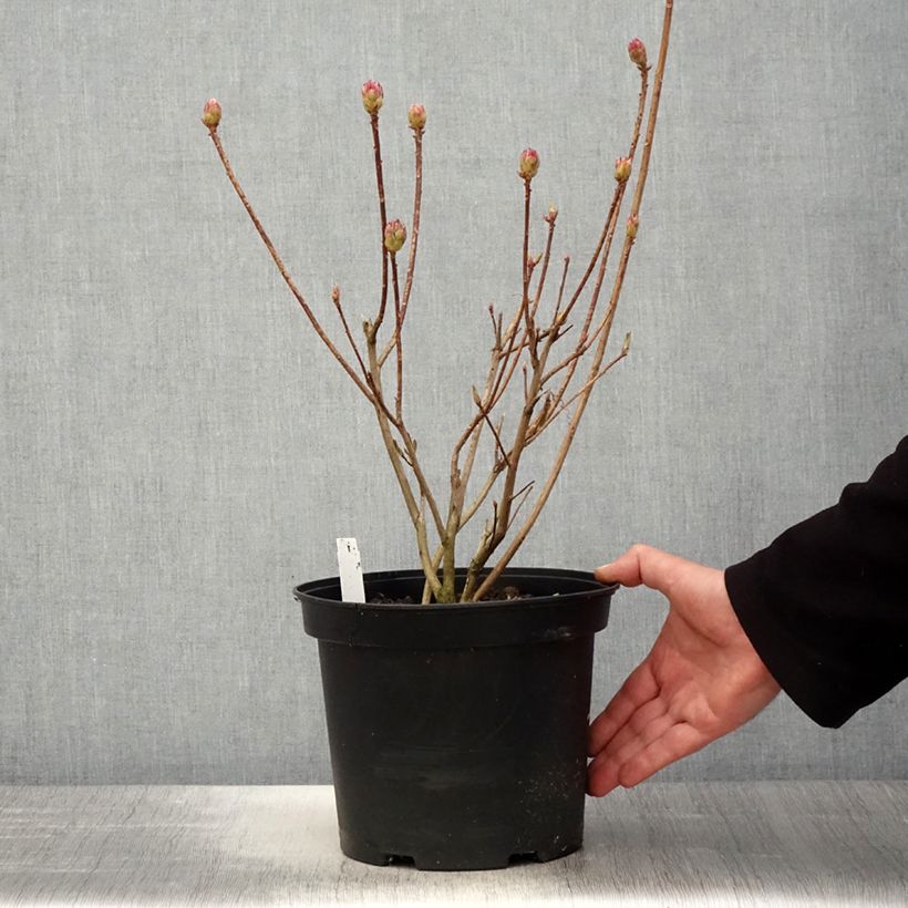 Example of Azalée de Chine Koster's Brilliant Red - Azalea mollis Pot de 4L/5L as you get in printemps