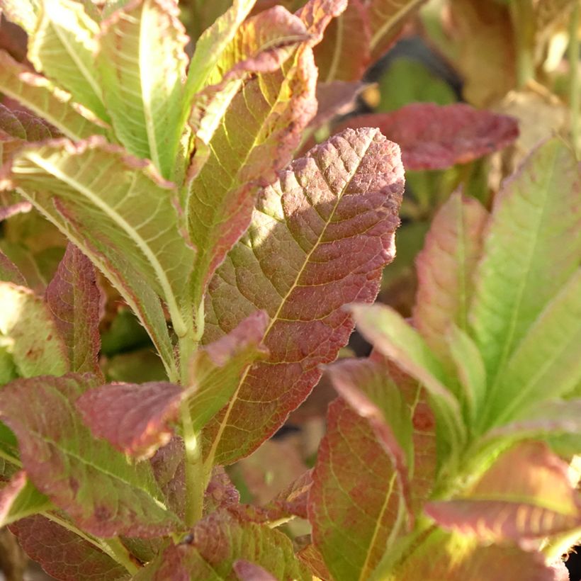Azalée de Chine Koster's Brilliant Red - Azalea mollis (Foliage)