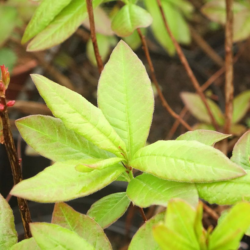 Azalée de Chine Nabucco - Azalea Mollis (Feuillage)