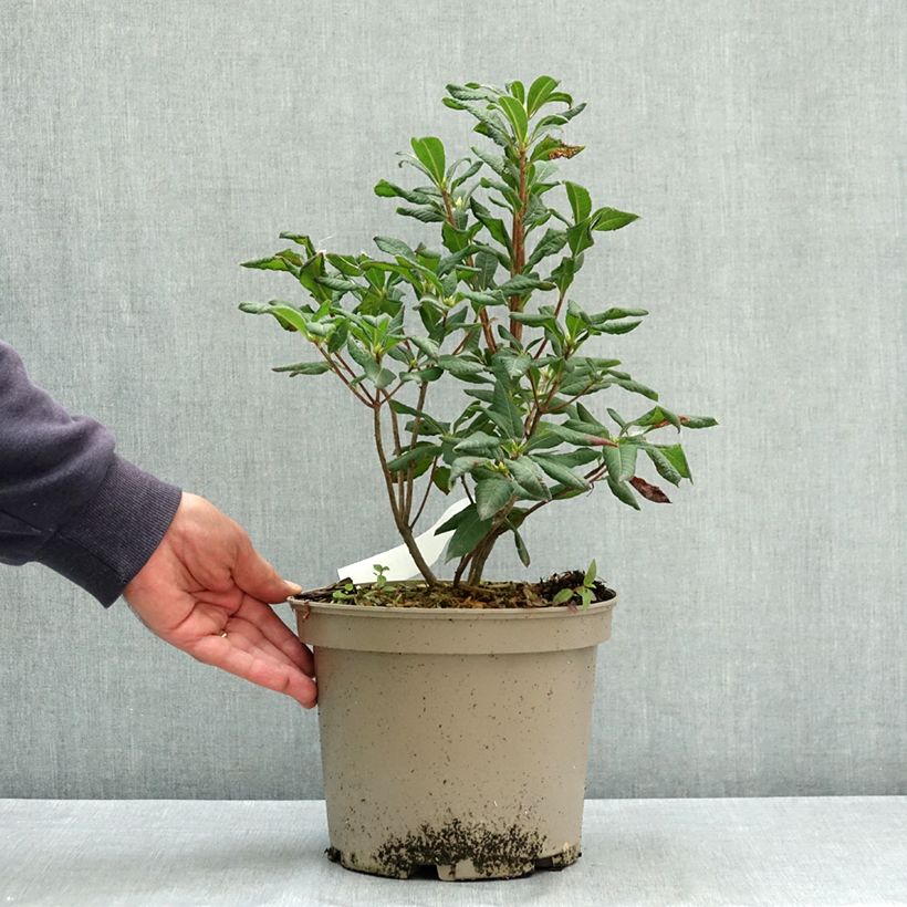 Spécimen de Azalée de Chine Narcissiflora - Azalea (x) luteum Pot de 4L/5L tel que livré en été