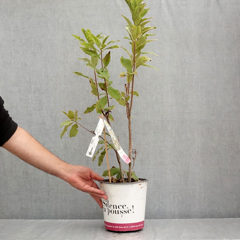 Spécimen de Azalée de Chine Persil - Azalea mollis Pot de 4L/5L tel que livré en été