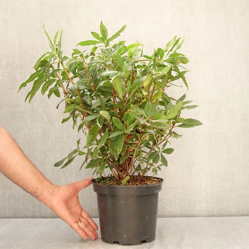 Spécimen de Azalée de Chine - Rhododendron luteum Pot de 4L/5L tel que livré en été