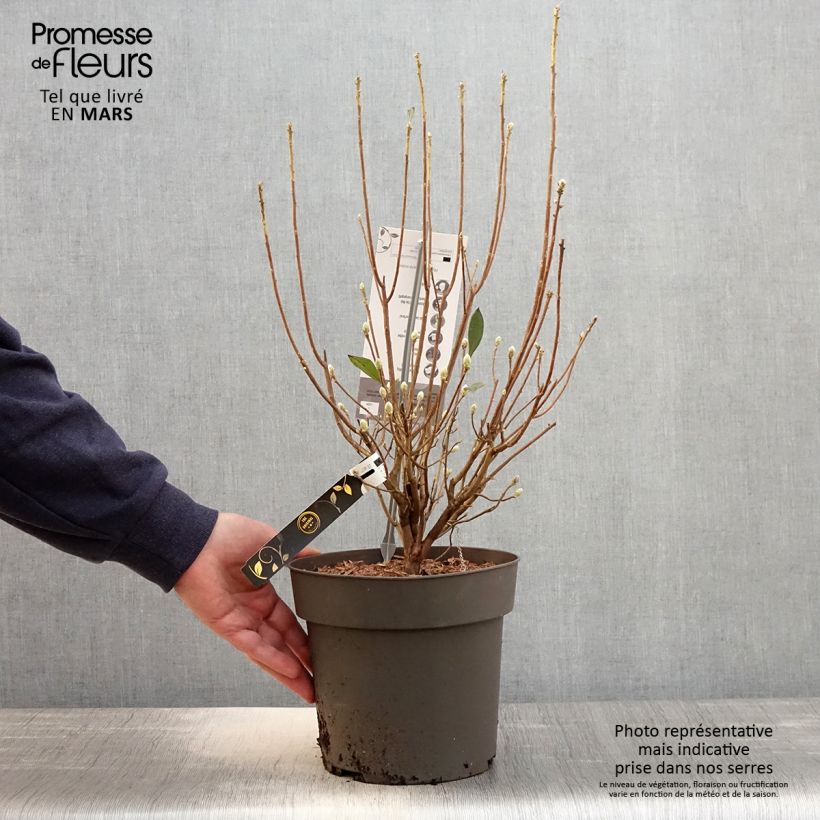 Spécimen de Azalée de Floride - Rhododendron austrinum Pot de 4L/5L tel que livré au printemps