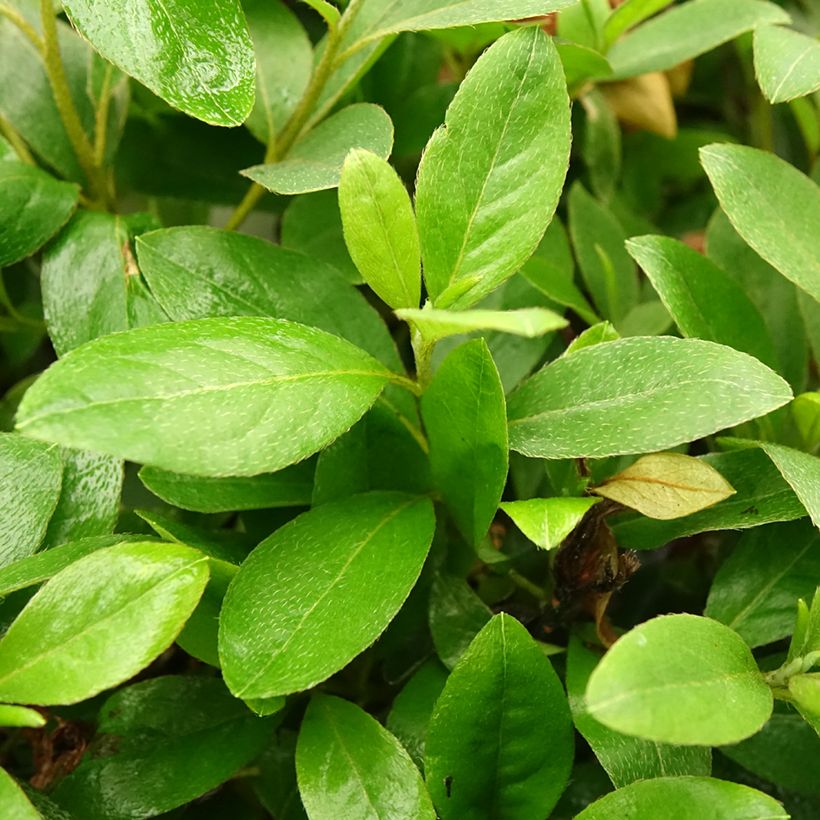 Azalée du Japon Al's Picotee - Rhododendron hybride (Foliage)