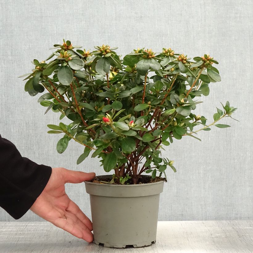 Example of Azalée du Japon Ardeur - Rhododendron hybride Pot de 2L/3L as you get in printemps