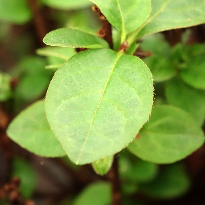 Azalée du Japon Ardeur - Rhododendron hybride (Foliage)
