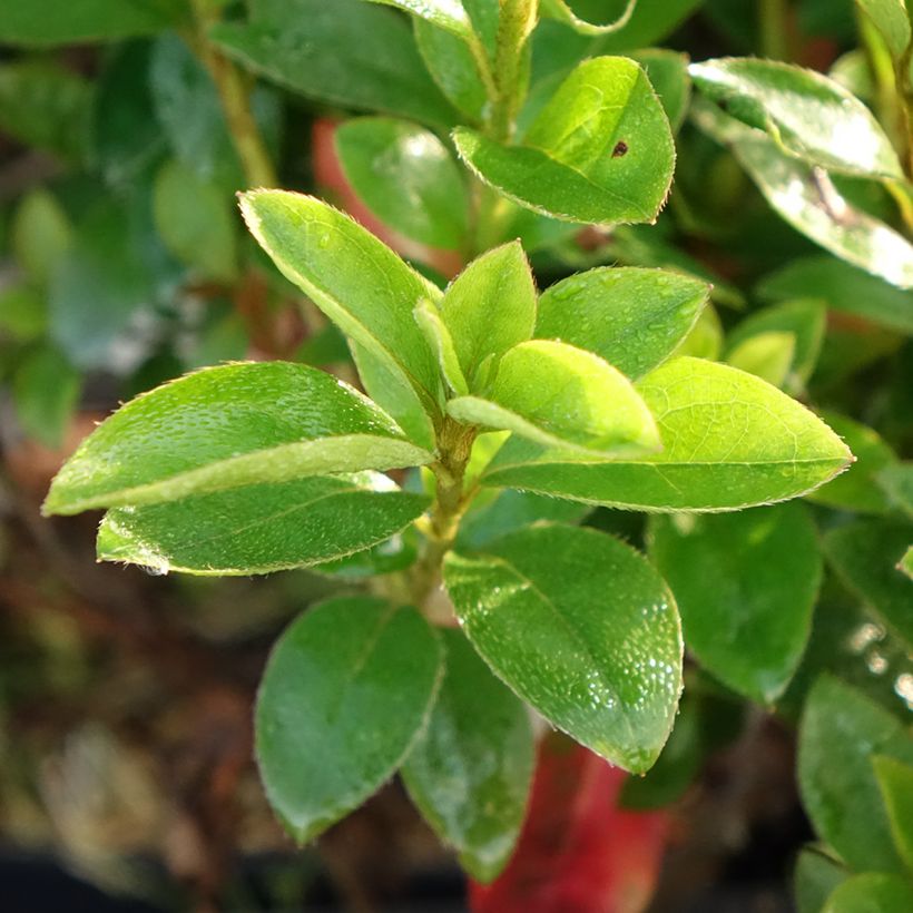 Azalée du Japon Elsie Lee - Rhododendron hybride (Foliage)