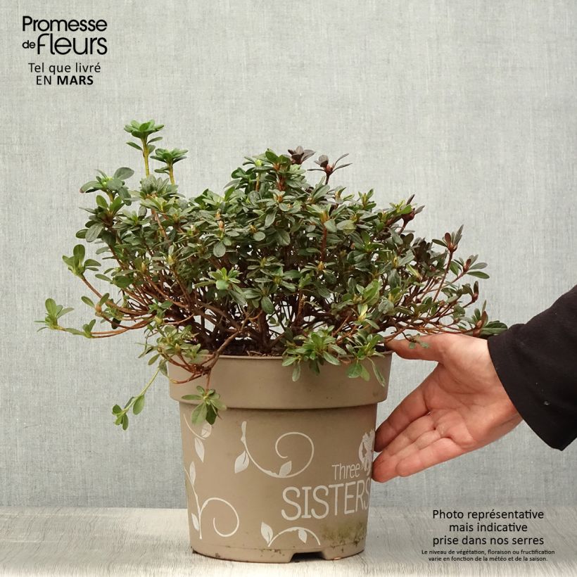 Spécimen de Azalée du Japon Fairy Dreams Three Sisters - Rhododendron hybride Pot de 6L/7L tel que livré au printemps