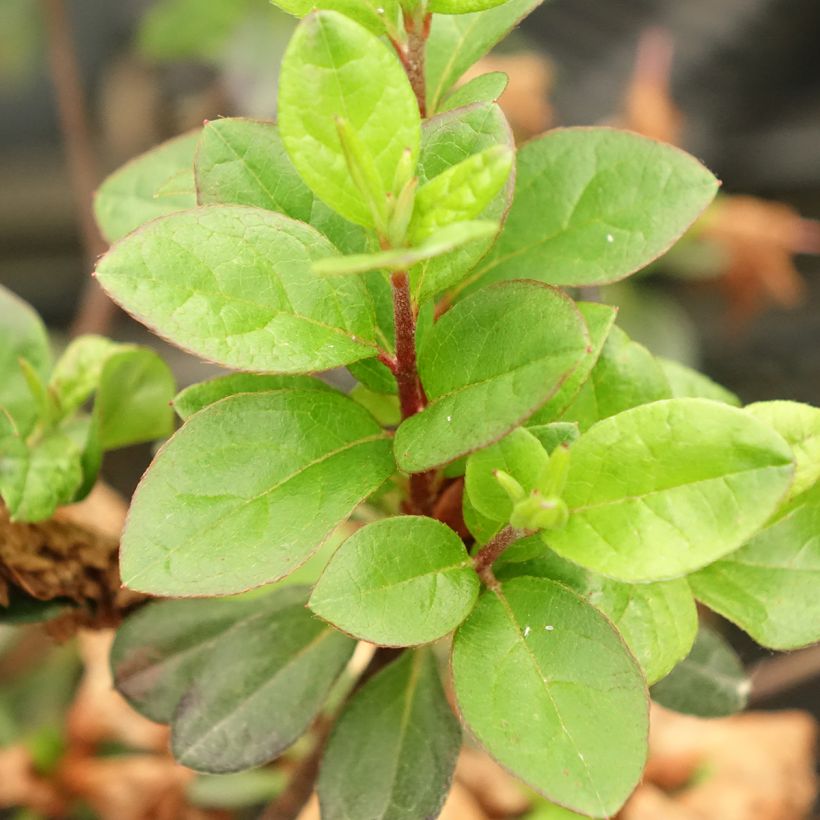 Azalée du Japon Flash Dance Pink – Rhododendron hybride (Feuillage)