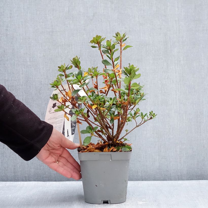 Example of Azalée du Japon Flash Dance Pink – Rhododendron hybride Pot de 2L/3L as you get in hiver