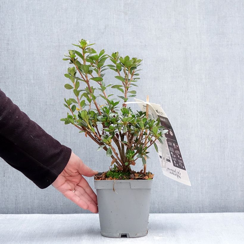 Example of Azalée du Japon Flash Dance Salmon - Rhododendron hybride Pot de 2L/3L as you get in hiver