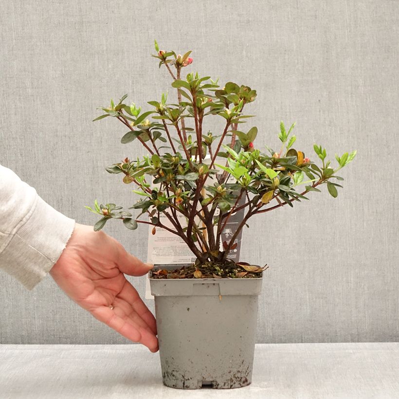Spécimen de Azalée du Japon Flash Dance Salmon - Rhododendron hybride Pot de 2L/3L tel que livré au printemps