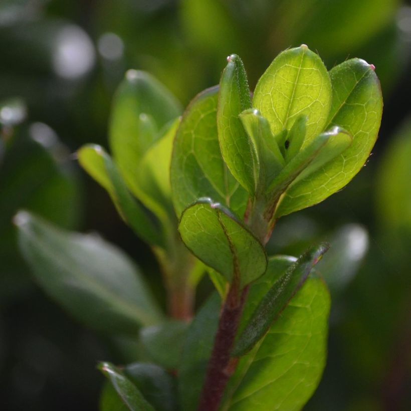 Azalée du Japon Hino-Crimson - Rhododendron hybride (Foliage)