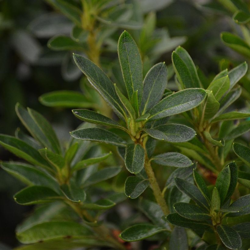 Azalée du Japon Ho Oden - Rhododendron hybride (Foliage)