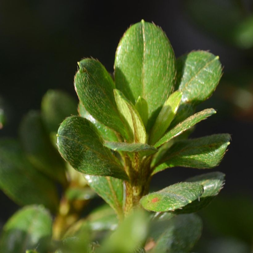 Azalée du Japon Johanna - Rhododendron hybride (Foliage)