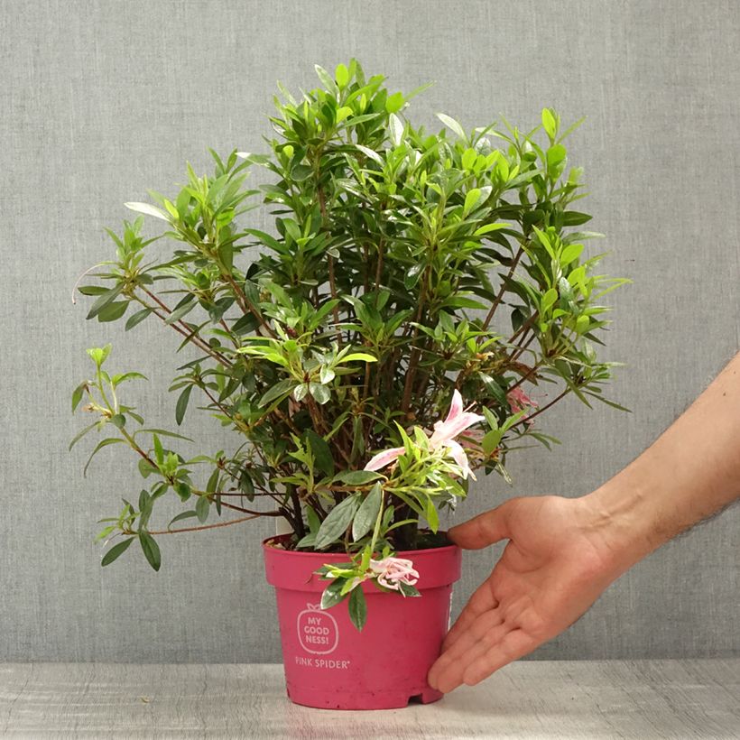 Spécimen de Azalée du Japon Pink Spider - Rhododendron hybride Pot de 2L/3L tel que livré au printemps