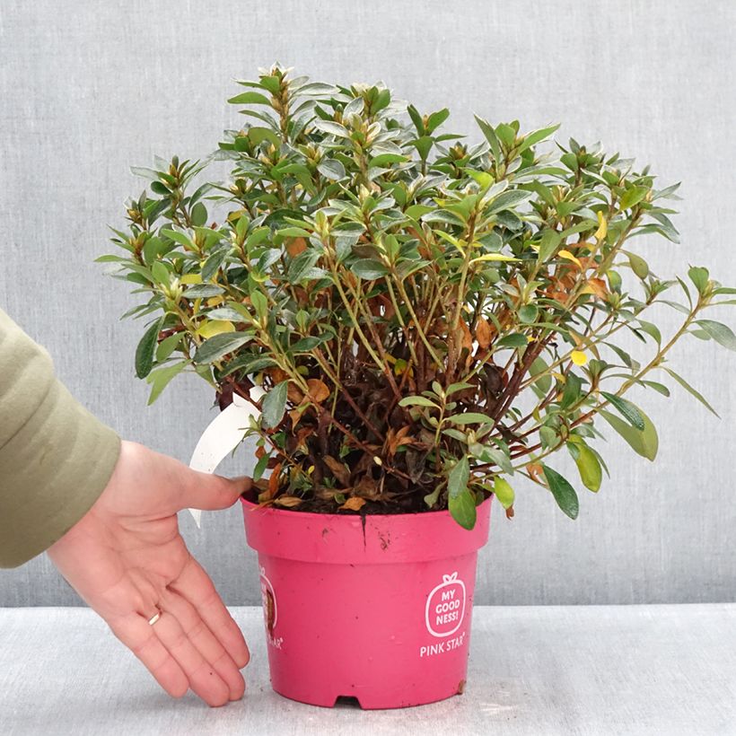 Example of Azalée du Japon Pink Star Pot de 2L/3L as you get in hiver