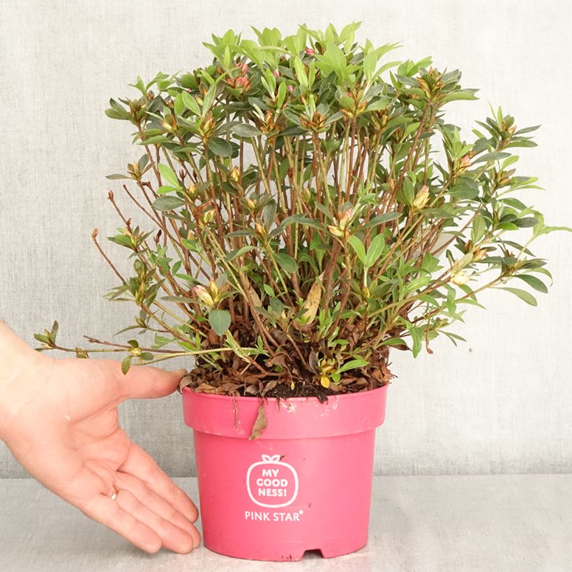 Spécimen de Azalée du Japon Pink Star Pot de 2L/3L tel que livré au printemps