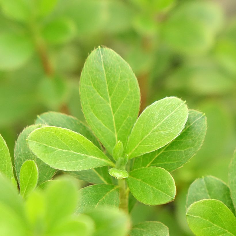 Azalée du Japon Purple Splendor - Rhododendron hybride (Foliage)