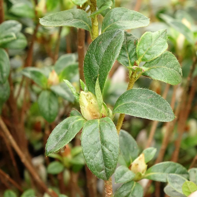 Azalée du Japon Rêve de Lilas - Rhododendron hybride (Feuillage)