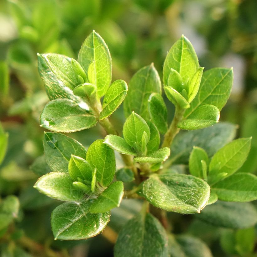 Azalée du Japon Sachsenstern - Rhododendron hybride (Feuillage)
