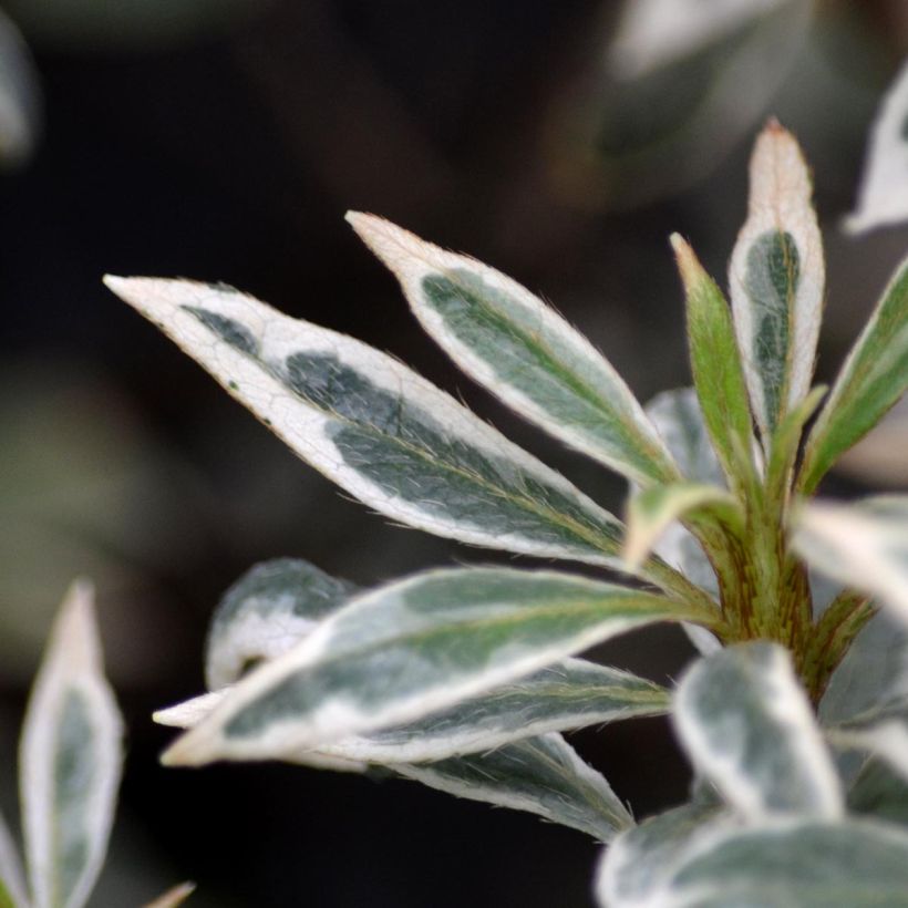 Azalée du Japon Silver Queen - Rhododendron hybride (Foliage)