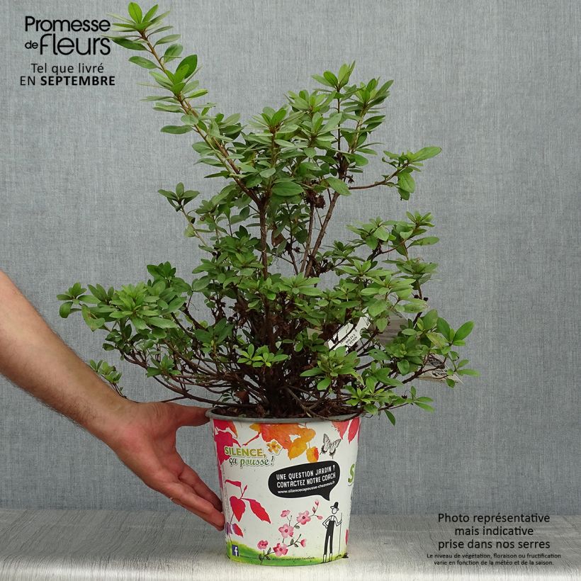 Spécimen de Azalée du Japon Vuyk's Rosyred - Rhododendron hybride. Pot de 4L/5L tel que livré en automne