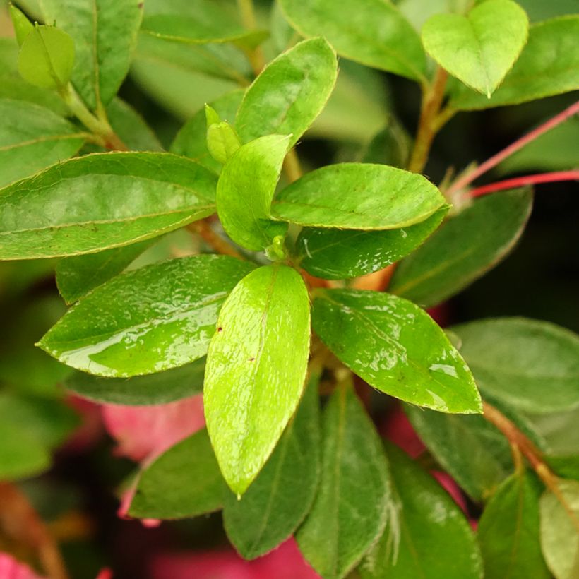Azalée du Japon Vuyk's Rosyred - Rhododendron hybride. (Foliage)