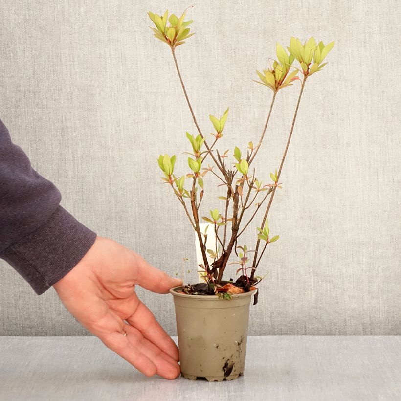 Example of Azalée du Japon Vuyk's Rosyred - Rhododendron hybride. Godet de 8/9 cm as you get in printemps